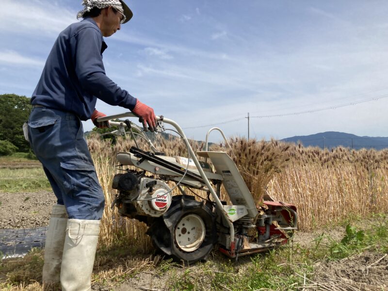 もち麦バインダー収穫