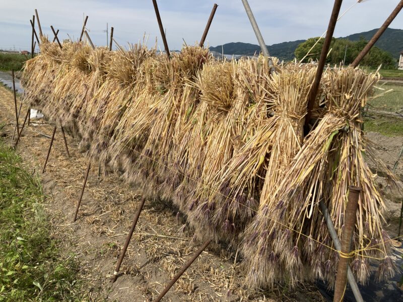 もち麦はざかけ